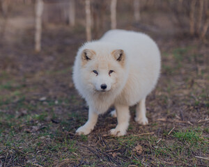 Beautiful Arctic fox in the reserve in early spring