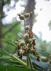 Close up of Fresh Cardamom,  cardamon or cardamum- a spice made from the seeds of several plants in the genera Elettaria and Amomum in the family Zingiberaceae on the tree