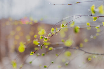 The magical first leaves of birch trees in Russia