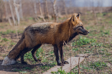 Naklejka na ściany i meble Red-black fox in early spring in the reserve