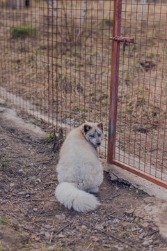 Beautiful Arctic fox sits by the fence in the reserve in early spring