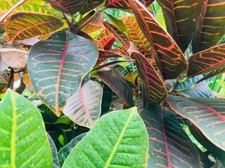 multi-colored leaves © Mike