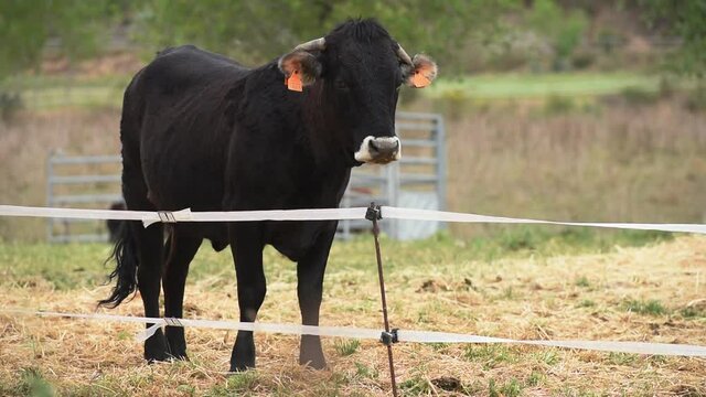 Black cow looking at camera inside an electric fence.