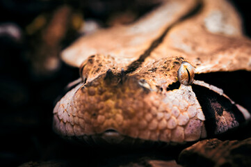 Bitis gabonica - Gabonese viper in detail on the head.