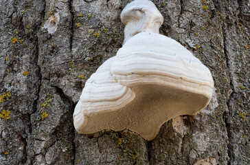 View of the underside of white banded bracket tree fungus covered with many small holes.
