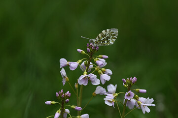 Falter auf den Blüten