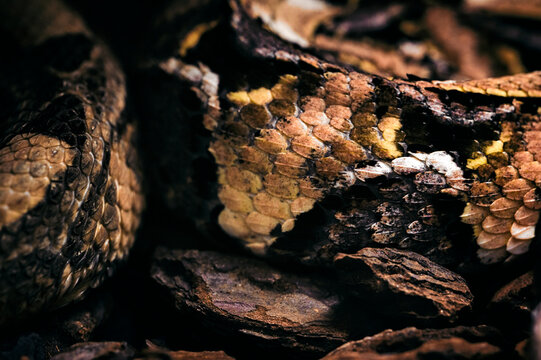 Bitis gabonica - Gabonese viper in detail on the skin.