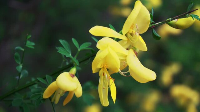 Die filigranen, gelben Bl&uuml;ten des Ginsters und Gei&szlig;klees &ndash; beide giftig &ndash; verzaubern allj&auml;hrlich im Fr&uuml;hjahr die Menschen, die sich nach warmen, lebensbejahenden und unbeschwerten Tagen sehnen.