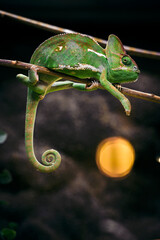Furcifer pardalis - leopard chameleon on a twig.
