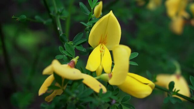 Die filigranen, gelben Bl&uuml;ten des Ginsters und Gei&szlig;klees &ndash; beide giftig &ndash; verzaubern allj&auml;hrlich im Fr&uuml;hjahr die Menschen, die sich nach warmen, lebensbejahenden und unbeschwerten Tagen sehnen.