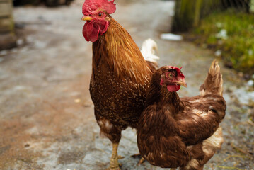 Brown rooster and hen on a backyard, Hisex Brown breed