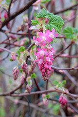 Currant Pink Blossom 02