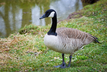 Fototapeta premium Canada Goose on field ( Branta Canadensis ) 
