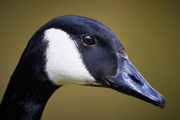 Canada Goose head close-up ( Branta Canadensis )