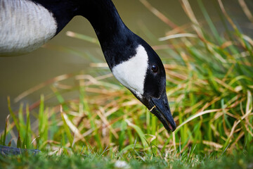 Canada Goose eating grass ( Branta Canadensis )	
