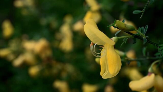 Die filigranen, gelben Bl&uuml;ten des Ginsters und Gei&szlig;klees &ndash; beide giftig &ndash; verzaubern allj&auml;hrlich im Fr&uuml;hjahr die Menschen, die sich nach warmen, lebensbejahenden und unbeschwerten Tagen sehnen.