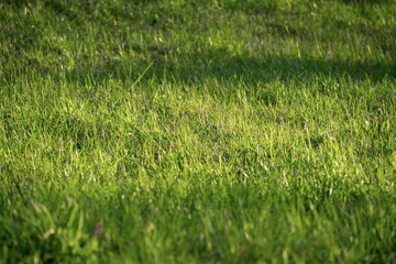 A grassy spring background in a contoured evening light