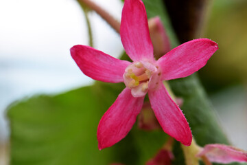 Currant Blossom Solo 03