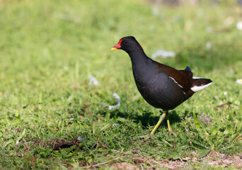 Obraz premium The Ziegeleipark in Heilbronn with the Water Tower in the Background, Heilbronn, Germany