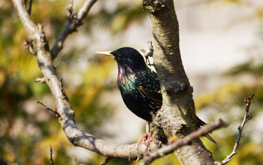 A Starling on a tree in a garden
