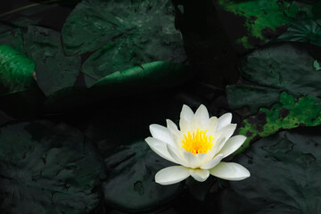 A Water lily in a lake, Germany, Europe