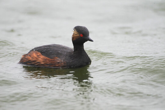 A black-necked Grebe in a Lake, Germany, Europe
