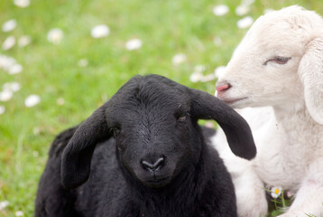A black an a white sheep lying on the dike