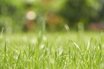 Blurred light green background with sun glare. Green, orange bokeh. Photo of the lawn from the bottom angle