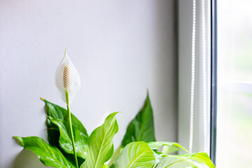 Spathiphyllum blooms. A blossoming white delicate flower female happiness on the windowsill. The microclimate in the house