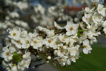 White flowers blossom on the tree in the city.