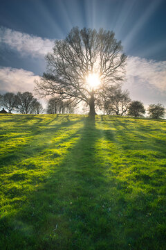 A Dramatic  image of a Oak Tree with the Sun Shining through the Branches. County Durham, England, UK.