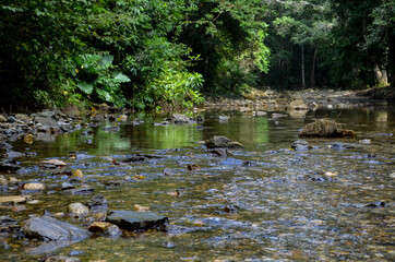 Obraz na płótnie Canvas Green Forest in Colombian National Park 1