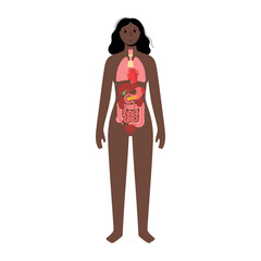 Internal organs in female body