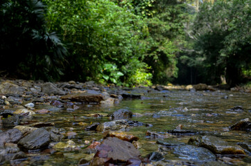 Green Forest in Colombian National Park 2