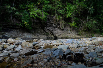 Green Forest in Colombian National Park 3
