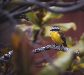 bird on a branch