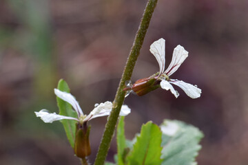 White Blossom Rocket 02