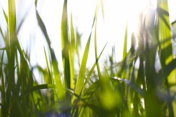Tall grass, low-angle view from the ground through tall grass in the direction of the sun, springtime image made in April
