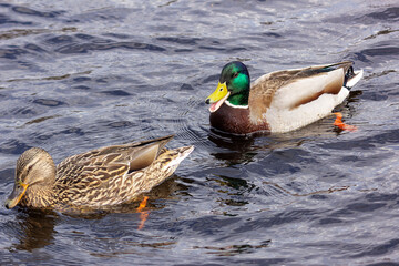 Graceful pair of mallard duck swims in dark water with ripples