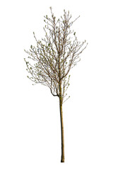Fototapeta premium Olive tree, known by the botanical name Olea Europaea, isolated on white background