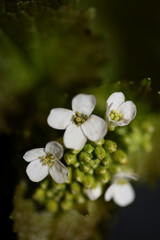 Wild small flower close up Diplotaxis erucoides family Brassicaceae botanical modern high quality big size print