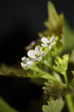 Wild small flower close up Diplotaxis erucoides family Brassicaceae botanical modern high quality big size print