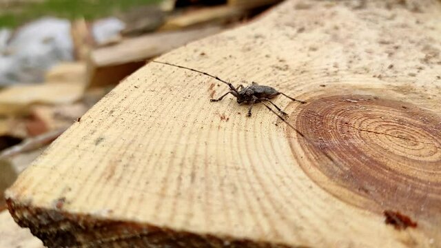 Acanthocinus aedilis close-up. A barbell beetle sits on a pine board. A species of beetle belonging to the longhorn beetle family, which is a wood boring beetle.