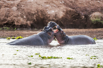 Hippo in Tsavo-West National Park, Kenya, Africa