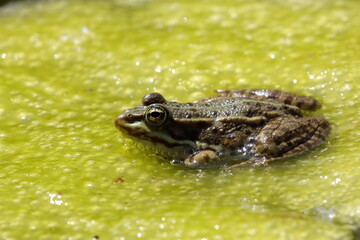 grenouille rieuse sur algue jaune verte