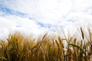 Rye field in the autumn wind