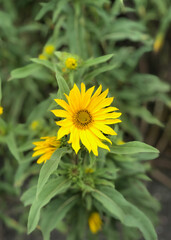 yellow flowers in the garden