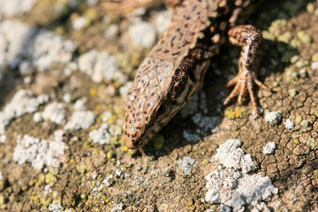 Wall Lizard at a wall, Wartberg, Heilbronn, Germany, Europe