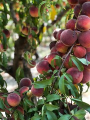 Peaches on a tree