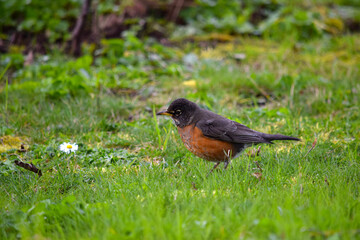 Fat Robin 06